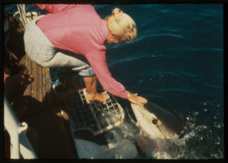 Valerie Taylor petting the rostrum of a great white shark