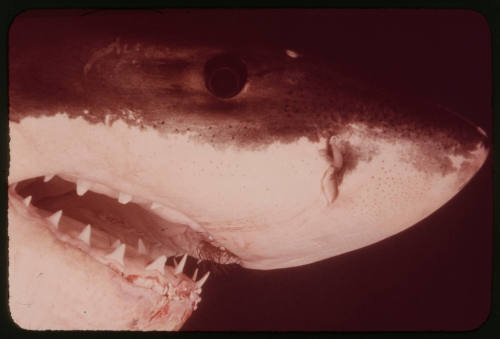 Close up of a great white shark filmed for "Orca"