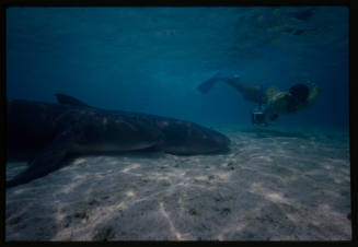 Nurse shark