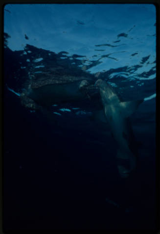 Nurse shark