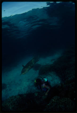 Nurse shark