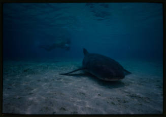 Nurse shark