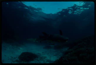 Nurse shark