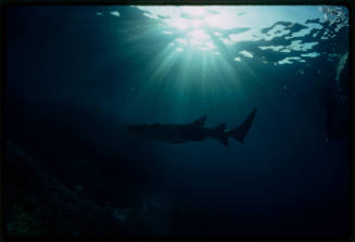 Nurse shark