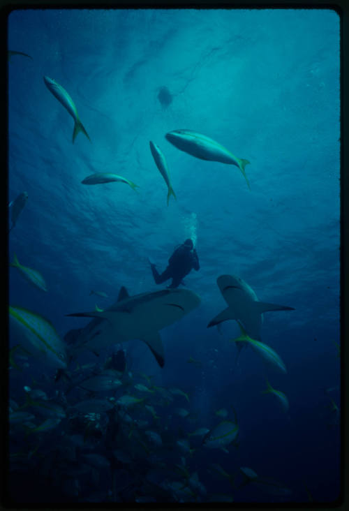 Caribbean Reef Shark