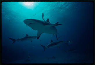 Caribbean Reef Shark