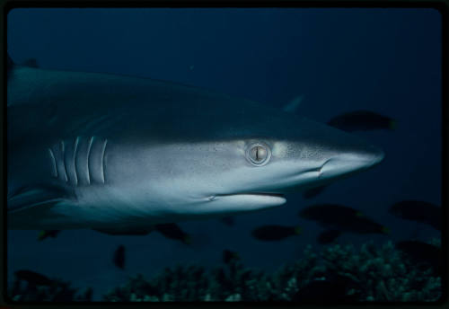 Galapagos shark