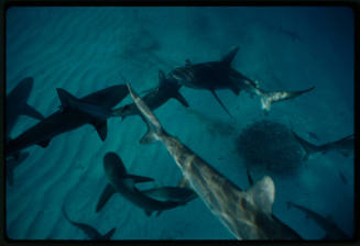 Galapagos shark