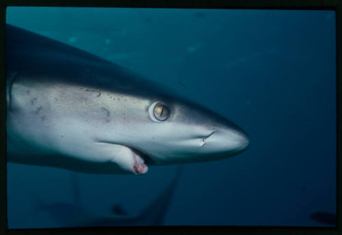 Galapagos shark