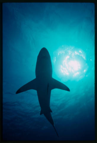 Galapagos shark