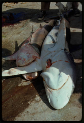 Caribbean Reef Shark