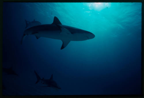 Galapagos shark