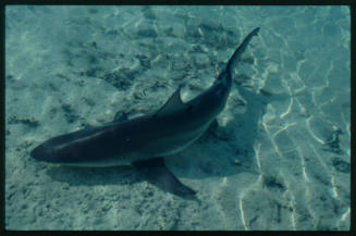 Caribbean Reef Shark