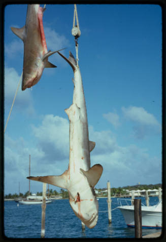 Caribbean Reef Shark