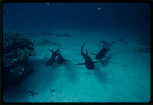 Galapagos shark