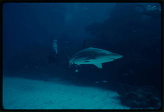 Caribbean Reef Shark