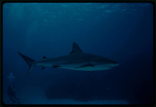 Caribbean Reef Shark