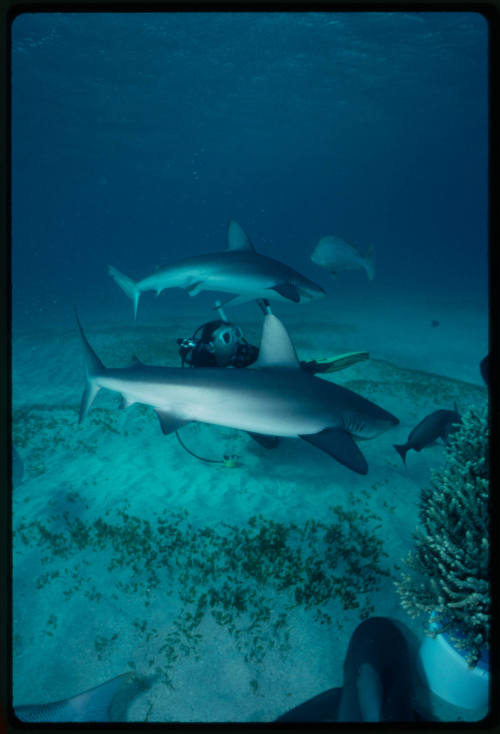 Galapagos shark