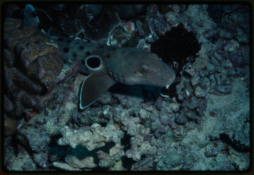 Epaulette Shark