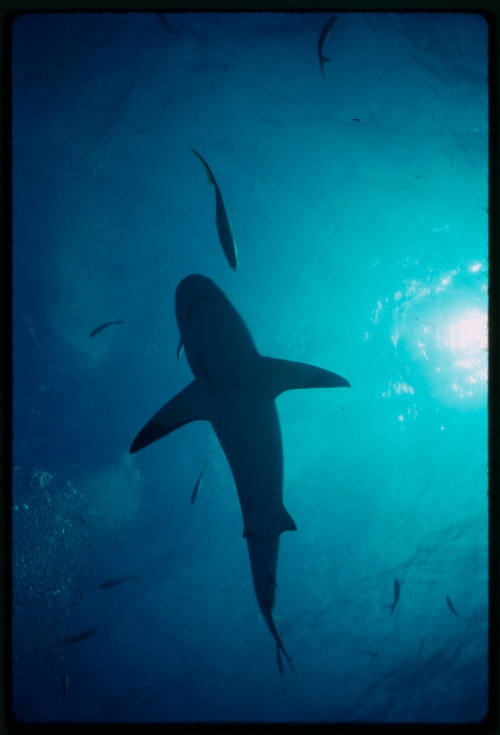 Caribbean Reef Shark