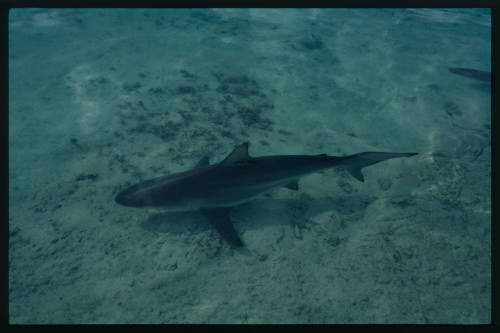 Caribbean Reef Shark