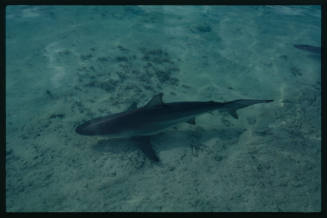 Caribbean Reef Shark