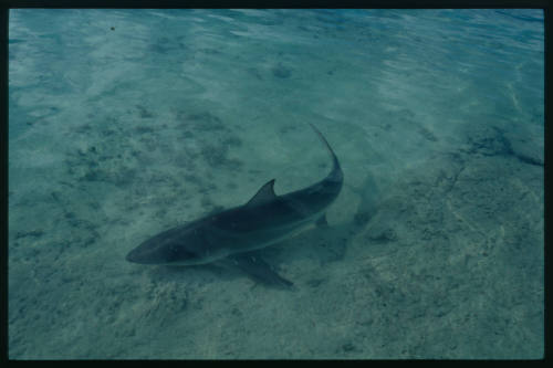 Caribbean Reef Shark