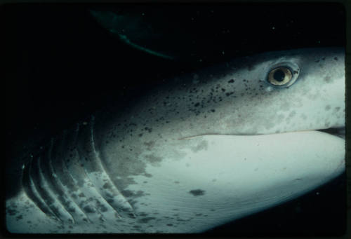 Broadnose Sevengill Shark