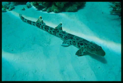 Epaulette Shark