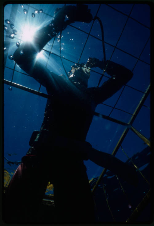 Mark Heighes underwater in a shark cage