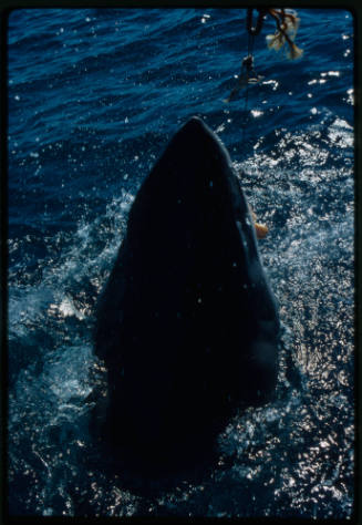 Great white shark lunging out of the water for a piece of bait