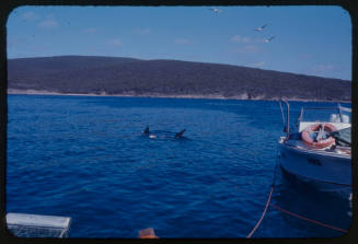 Shark fins visible above the water next to two boats