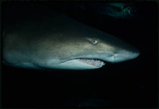 Close up shot of the head of a grey nurse shark