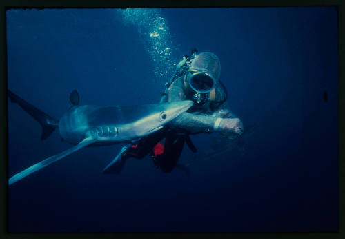 Valerie Taylor testing the chainmail mesh suit in an experiment with a blue shark