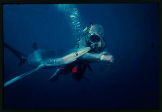 Valerie Taylor testing the chainmail mesh suit in an experiment with a blue shark