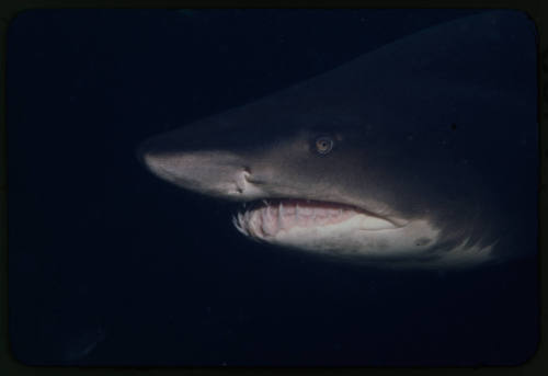 Close up shot of the head of a grey nurse shark