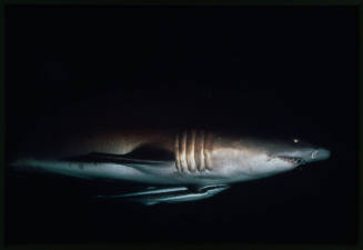 Grey nurse shark with a remora attached to its underside