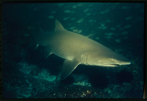 Grey nurse shark in front of a school of fish