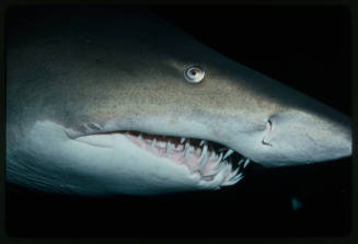 Close up shot of the head of a grey nurse shark