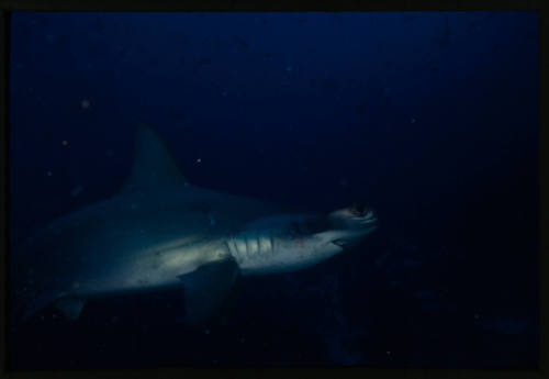 Side on view of the front half of a hammerhead shark