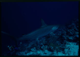 Diver observing a hammerhead shark swim by