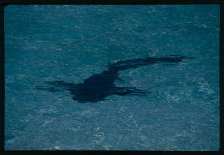 Shark in the water, shape distorted by ripples