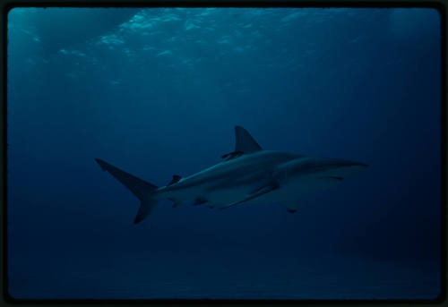 Caribbean Reef Shark