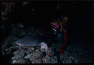 Nurse shark