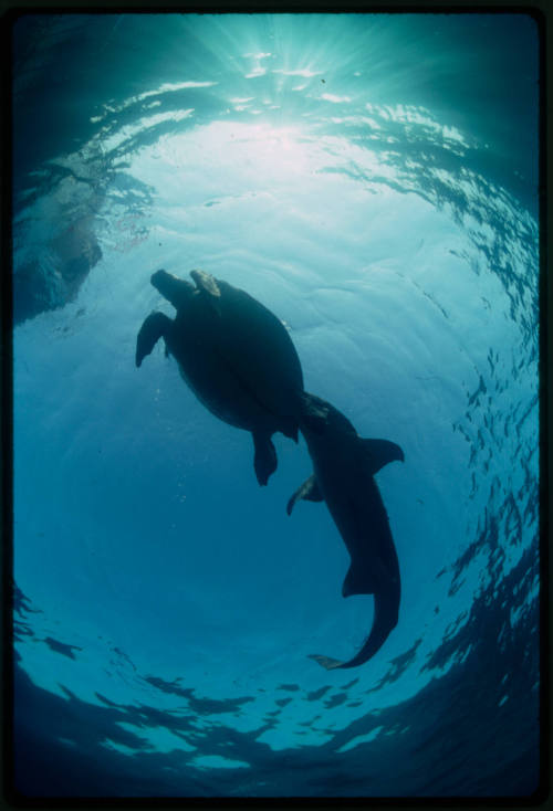 Nurse shark