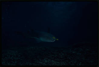 Nurse shark