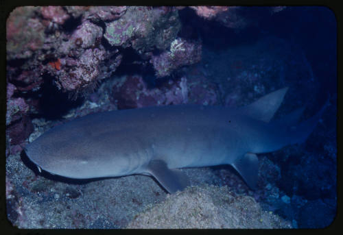 Nurse shark