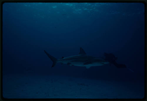 Caribbean Reef Shark