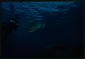 Nurse shark