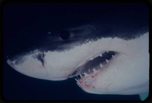 Close up of a great white shark filmed for "Orca"